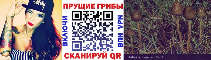 Псилоцибиновые грибы Cubensis  Купить  Зеленоградск 
